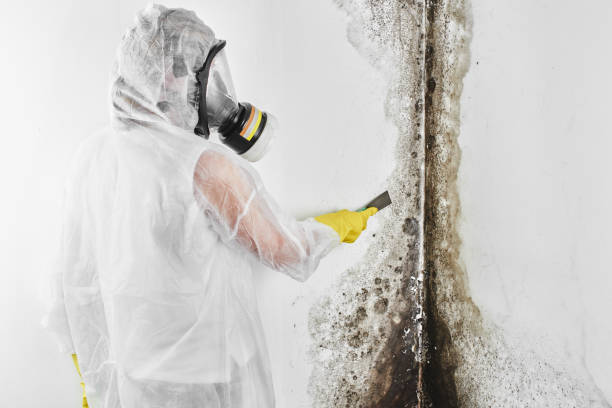 Best Mold Removal Process  in Barbourville, KY