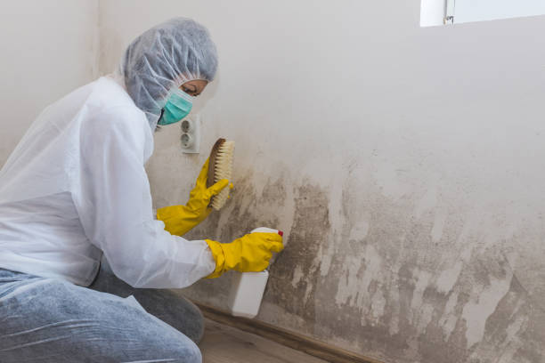 Best Crawl Space Mold Removal  in Barbourville, KY