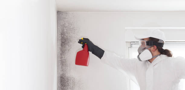 Best Mold Removal Specialists  in Barbourville, KY