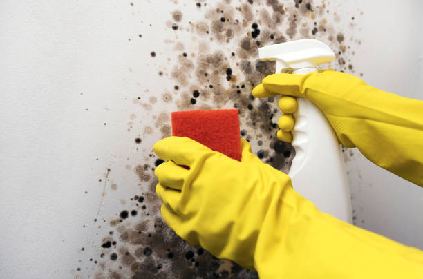 Best Professional Mold Removal  in Barbourville, KY
