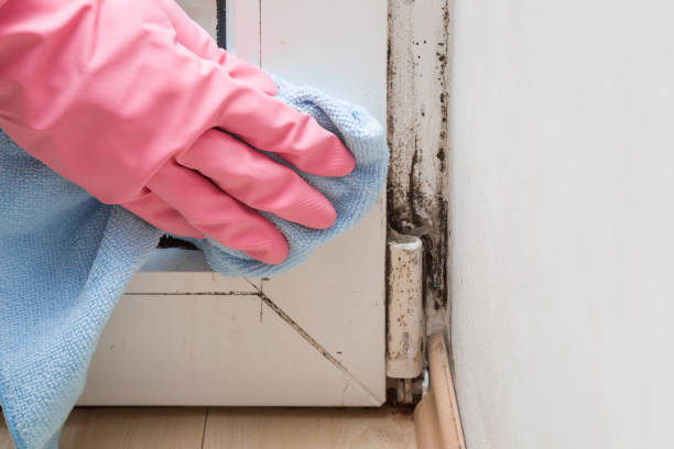 Best Mold Removal Company Near Me  in Barbourville, KY