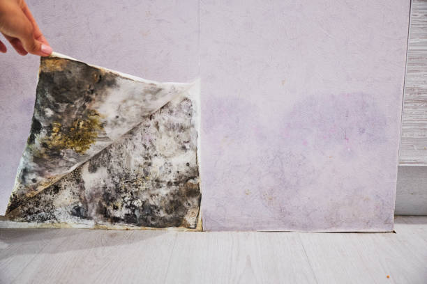 Best Best Mold Removal Companies  in Barbourville, KY